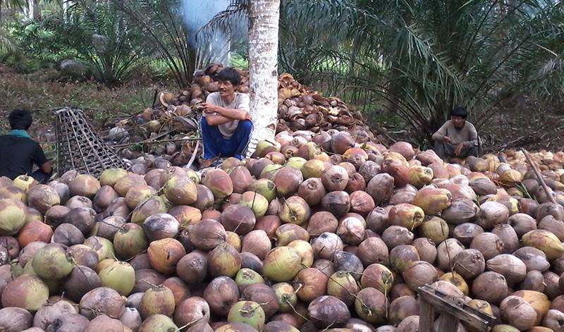 masyarakat-di-kecamatan-lambai-memilih-berkopra.jpg